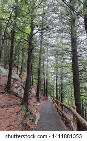 Vertical image of a path in the forest on a mountain side.