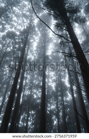 Vertical image Pine trees shrouded in white mist and fog in the mountains during cold weather