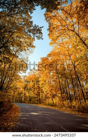 Vertical image of a road turning left in autumn forest. Winding road though the orange-leafed woods: golden autumn in deciduous forest filled with afternoon sun.