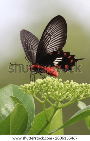  Vertical image shows a Common Rose butterfly, a species of swallowtail notable for its vibrant red and black coloration.
