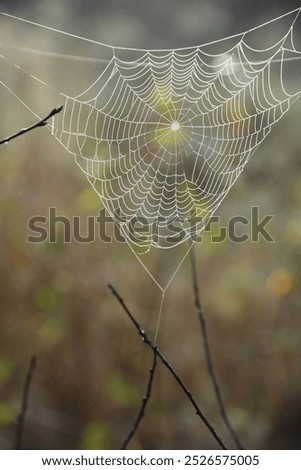 Similar – Image, Stock Photo Mushroom glow in the moor