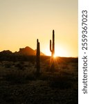 Vertical image of sunset with sunstar and silhouette saguaro cactus in Saddle Mountain.