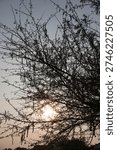 Vertical image of tree branches with sun glowing through leaves against a soft evening sky near a lake.