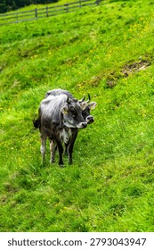Vertical image of two grey alpine cows with horns standing close together on a lush green mountain pasture in Pfelders, South Tyrol, Italy. The animals are on a sloping hillside covered with grass and yellow wildflowers, with a wooden fence visible in the blurred background. The photo conveys rural alpine farming and peaceful summer countryside in the Texel Group Nature Park near the Liebenerspitze.
