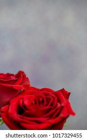 vertical image of two red roses, background of soft grey. room for copy/text.  selective focus