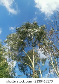 Vertical image of view through eucalyptus tree to blue sky above