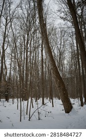 Vertical image of winter trees in the forest