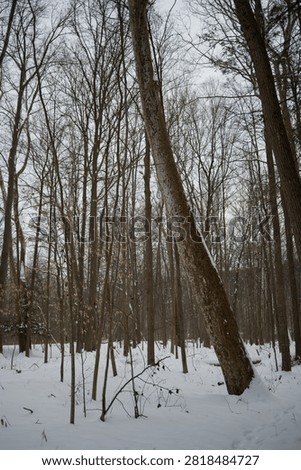 Vertical image of winter trees in the forest