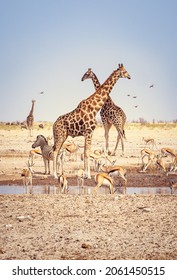 Vertical landscape with herds of Giraffes and group of antelopes in the natural habitat, view of wildlife in savannah of Africa. Wild African animals on a waterhole in Etosha National Park, Namibia.  - Shutterstock ID 2061450515