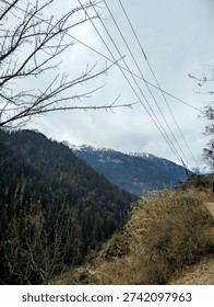 Vertical Landscape View of Dense Pine Forest Slope and Power Lines Overlooking Snow Capped Himalayan Peaks in Himachal Pradesh India. This stunning vertical landscape photograph captures the raw beauty of the Himalayas in Himachal Pradesh. The image features bare tree branches and golden autumn bushes in the foreground, framing a view of a steep mountain slope blanketed in a thick dark green pine forest. In the background, majestic snow-capped mountain ranges rise against a clear blue sky. Diagonal power lines add a subtle human element to the vast wilderness, symbolizing life and infrastructure in remote high-altitude regions.