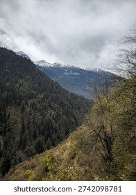 Vertical Landscape View of Dense Pine Forest Slope and Power Lines Overlooking Snow Capped Himalayan Peaks in Himachal Pradesh India. A stunning vertical landscape photograph capturing the raw beauty of the Himalayas in Himachal Pradesh. The image features bare tree branches and golden autumn bushes in the foreground, framing a view of a steep mountain slope blanketed in a thick dark green pine forest. In the background, majestic snow-capped mountain ranges rise against a hazy sky. Diagonal power lines add a subtle human element to the vast wilderness, symbolizing life and infrastructure in remote high-altitude regions.