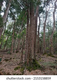 Vertical large tree in deep forest