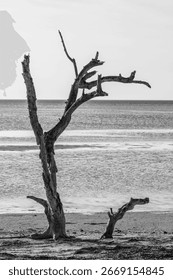 A vertical of a leafless tree growing on the sandy shore of Driftwood Beach, grayscale