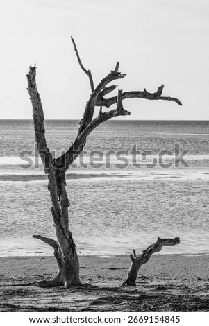 A vertical of a leafless tree growing on the sandy shore of Driftwood Beach, grayscale