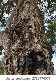 Vertical lines on the trunk emphasize the impressive height of the plant in this shot.