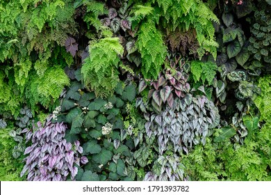 Vertical Living Garden With Colorful Plants Inside The Cloud Forest In Singapore.