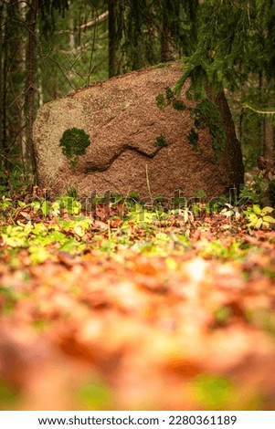 Vertical low angle photo of brown grey granite rock among fallen leaves and grass under the evergreen spruce tree. Rocky face autumnal postcard.