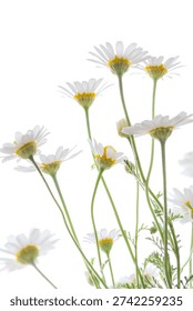 Vertical low angle shot of delicate white daisies reaching toward a bright white sky. High-key floral background with soft bokeh and ample copy space, ideal for wellness, organic beauty, or minimalist spring designs.