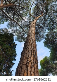 A vertical low angle shot of a tall tree in the forest