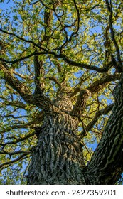 A vertical low angle shot of thick oak tree with green leaves in the forest in Sweden