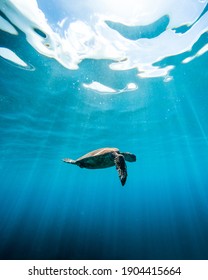 A Vertical Low Angle Shot Of A Turtle Swimming In The Ocean