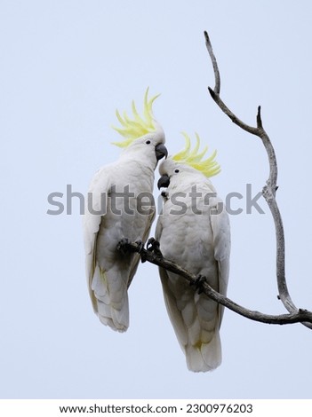 A vertical low angle shot of two sulphur-crested cockatoo birds on a branch together