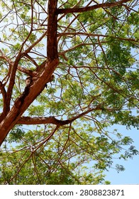 a vertical low-angle shot capturing the intricate pattern of brown tree branches and delicate green leaves spread across a clear blue sky background.