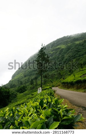 A vertical, low-angle shot looking past crisp green tea leaves framing a narrow rural road in Dolosbage, Sri Lanka. The empty road winds along a terraced hill covered in tea estate crops. In the background, a massive steep mountain ridge rises into thick, low-hanging white fog and clouds under an overcast sky.