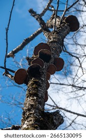 A vertical, low-angle view looking up a tall, slender dead birch tree trunk covered in multiple bracket fungi, with a bright blue sky and clouds in the background.