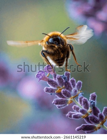 A vertical macro of a bee flying over a lavender