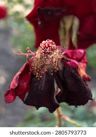 Vertical macro close up of dried withered red garden rose