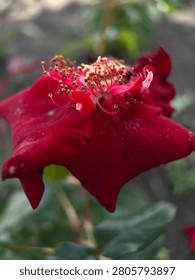 Vertical macro close up of dried withered red garden rose