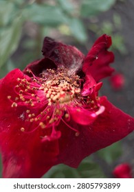 Vertical macro close up of dried withered red garden rose