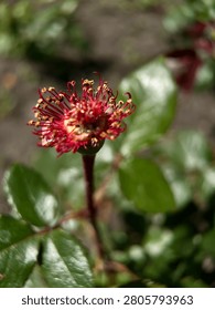 Vertical macro close up of dried withered red garden rose
