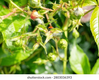 Vertical macro close-up of a bright red seven-spot ladybug (Coccinella septempunctata) perched on a slender green plant stem, surrounded by blurred green foliage and bokeh. The vivid red beetle with black spots stands out sharply against the soft green background. A charming garden wildlife image symbolising good luck and natural pest control.