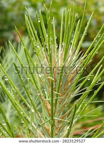 Vertical Macro Close-up of Dew Drops on Young Pine Needle Shoot. Fresh Raindrops on Evergreen Pine Branch in Morning Nature. - Contributor ID: 481666741