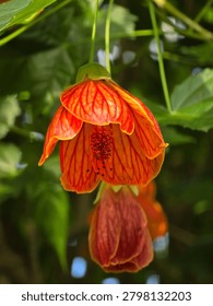Vertical macro closeup of a single orange redvein abutilon flower hanging like a bell, showing dark prominent stamens and detailed red veins on petals with blurred green leaves.