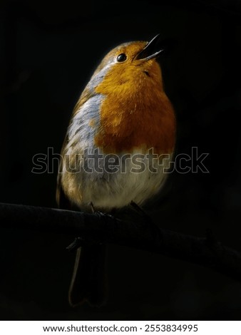 Similar – Image, Stock Photo Pretty bird Beautiful Life