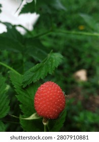 A vertical macro photograph capturing a single ripe balloon berry (Rubus illecebrosus) in its natural habitat. The red fruit stands out prominently against a lush backdrop of deep green serrated leaves. The lighting is soft, diffused sunlight, emphasizing the delicate seeds and the spherical shape of the berry. The composition focus is sharp on the foreground fruit, while the surrounding garden greenery creates a shallow depth of field. Ideal for nature, gardening, or botanical-themed stock imagery. This shot showcases the intricate beauty and details of wild edible flora in a summer garden.