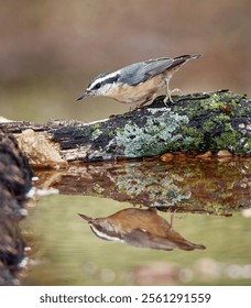 A vertical macro of a red-breasted nuthatch reflected on the water