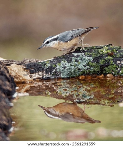 A vertical macro of a red-breasted nuthatch reflected on the water