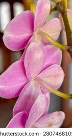 Vertical macro shot of the back view of pink Phalaenopsis orchids. Selective focus on the pedicels against a warm, abstract blurred background.