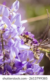 Vertical macro shot with a diagonal composition: a wisteria cluster crosses the frame from top left to bottom right. At the center, a bee in full flight faces the flowers, perfectly caught in profile.