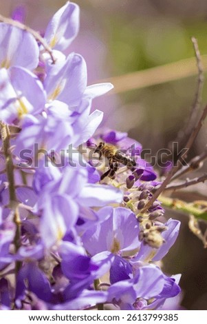 Vertical macro shot with a diagonal composition: a wisteria cluster crosses the frame from top left to bottom right. At the center, a bee in full flight faces the flowers, perfectly caught in profile.