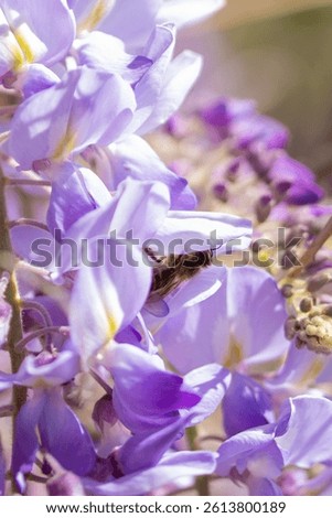 Vertical macro shot with a diagonal composition: a blooming wisteria cluster crosses the frame from top left to bottom right. Nestled among the petals, a bee is caught mid-action, collecting nectar. I