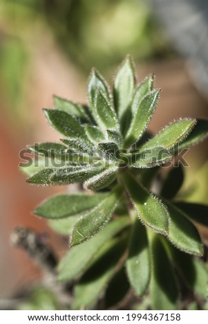 Similar – Image, Stock Photo closeup Echeverie Garden