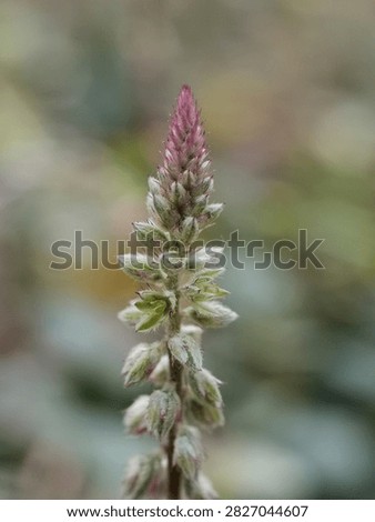 Vertical macro shot of a prickly chaff flower (Achyranthes aspera) inflorescence spike with pink-tinged florets.
