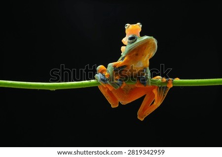 Vertical macro shot of two green flying tree frogs perched on a vine against black background, small frog sitting on head of larger frog. Cute tropical amphibian photo