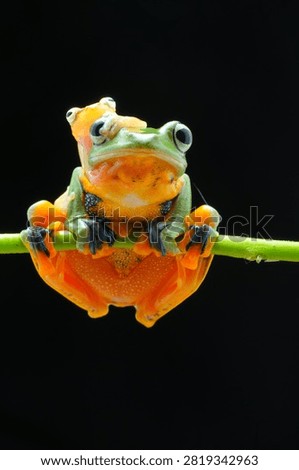 Vertical macro shot of two green flying tree frogs perched on a vine against black background, small frog sitting on head of larger frog. Cute tropical amphibian photo