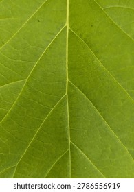 Vertical macro texture background of green leaf showing symmetrical natural veins structure
